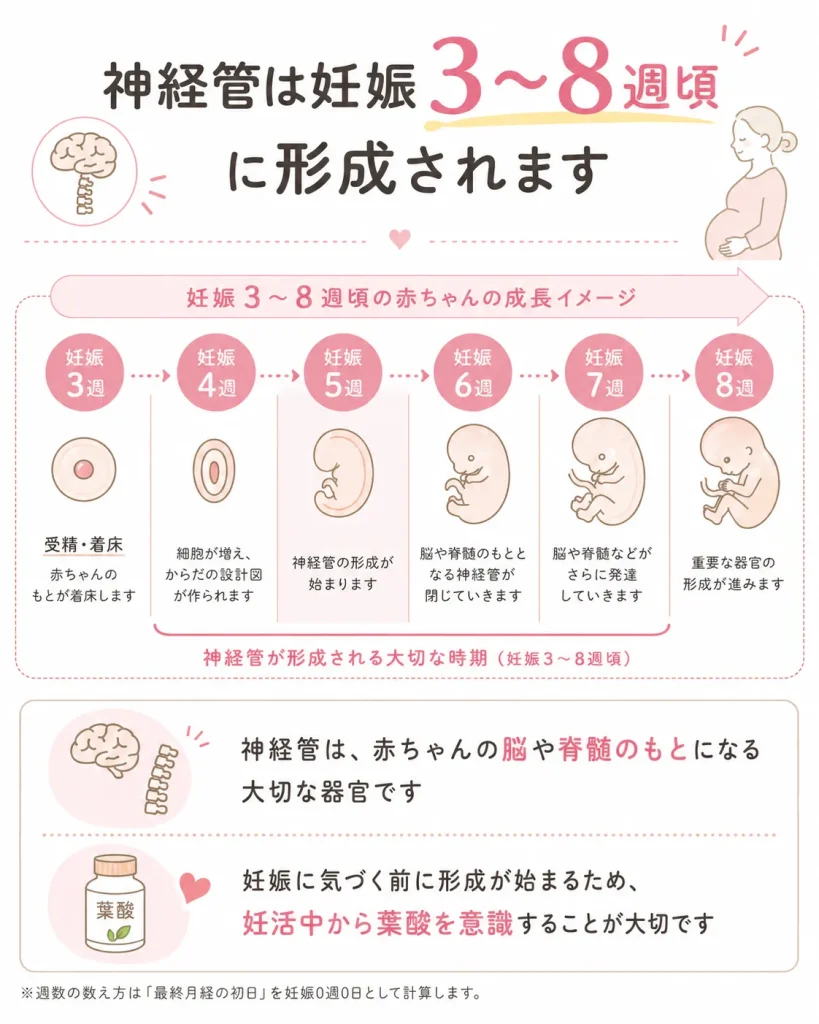 神経管が妊娠3週から8週頃に形成されることを示した図解