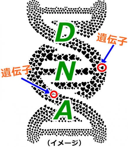 ワキガは「DNA」「遺伝子」どっち？