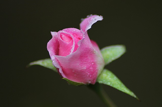 rose-a0900.jpg