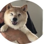 柴犬らん